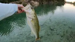Amazing 3 Species day on Nuesis River