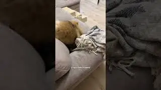 Шпиц приучает хозяйку носить игрушки…. 