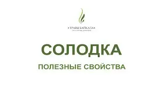 Солодка, уральский корень: полезные свойства и применение. «Травы Байкала»