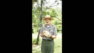 Black Bears in South Carolina with Ranger Scott!