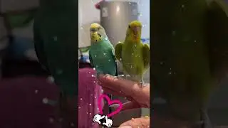 Котики и кошки!! И их друзья попугаи…🤣