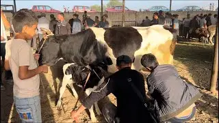 НАРХИ моли гусаладор шири БОЗОРИ ПАХТАОБОД РЕГАР 25 августа 2024 г.