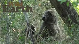 WildEarth - Sunrise Safari - 12 June 2020
