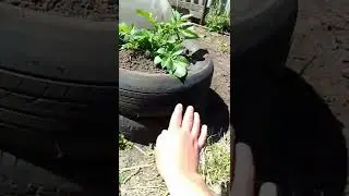 Я сажаю картошку в автомобильные скаты! Зачем???