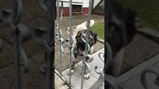 Aggressive Kangal Dog