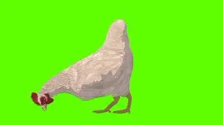 Green screen Hen video | White Hen eating green screen