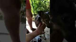 Играюсь с собакой колобакой. Шуткуем с цумбуком бэбэком бобэрчиком