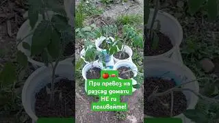 макък трик. Защо не поливам разсада, ако ще го превозвам #домати #разсад