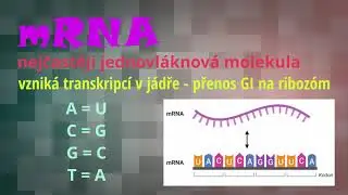 #chemierychle - RNA
