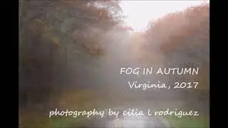 FOG IN AUTUMN