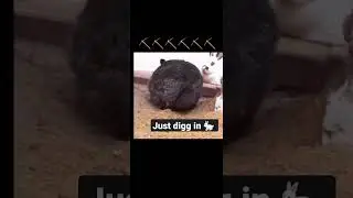 Digg, digg, digg!