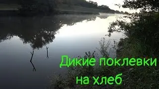Рыбалка на поплавок. РЫБА ОЗВЕРЕЛА!!!
