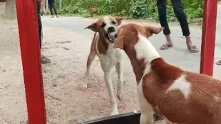 FUNNIEST DOG MIRROR PRANK PART 2 #viral @nanofun07