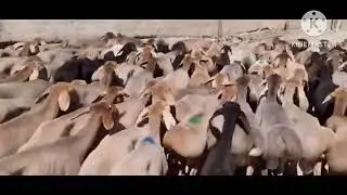 Арашан кози кочкорлар