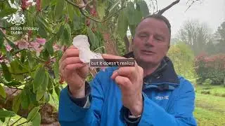 Head Gardener at Kilmacurragh Gardens talks about Coronation Hamper