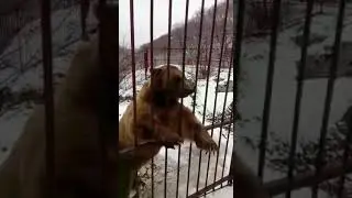 Медведь Тимофей.