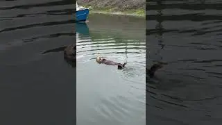 Зверек на расслабоне. Кто же это?