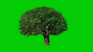 tamarind tree green screen video backgrounds