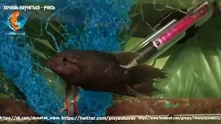 аквариумная рыбка черный макрапод, Macropodus spechti, содержание