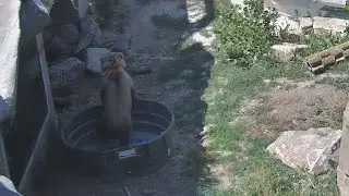 Playful Tundra's Mishap With Her Enrichment Pool