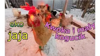 Jest prąd ⚡ Kogut 🤯 Kwoka 🐣 kurnik z kur wielu  #jaja #kury #kogut #jajka #kurczak
