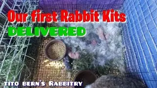 Our very First Rabbit Kits Delivered | tito bern's Rabbitry