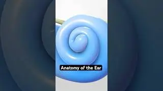How Your Ear Transforms Sound Into Thought (3D Animation)