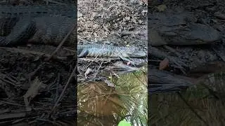 Alligator in Spring Hammock Preserve