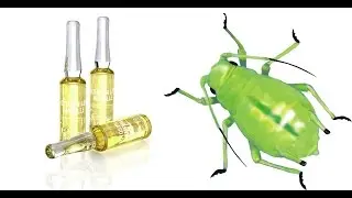 Как бороться с тлей + средство от тли