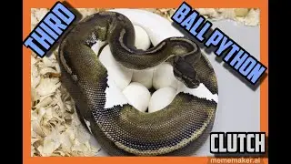 Dreamsical x Black Pastel Pied Ball Python Clutch!