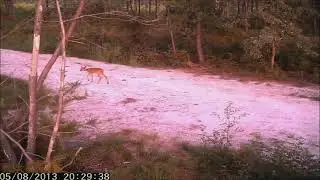Пример видео записи фотоловушки SITITEK iHunt S