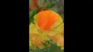 Poppies