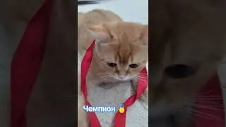 лайки и напиши комммммммм 