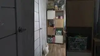 НАБЛЮДАТЕЛЬ