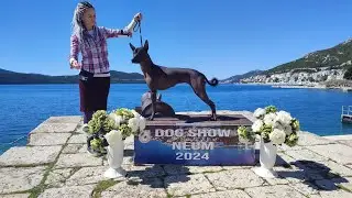Xolo Astra's first shows in open class. Spring competitions in Bosnia and Herzegovina.