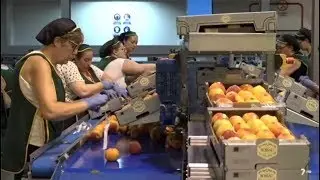 El programa 'Diario del Campo' muestra el manipulado de fruta en una empresa de Abarán