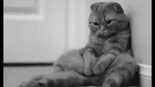 Страдания кота