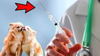 What the puppies did before being put to sleep touched the doctor’s heart and saved their lives!