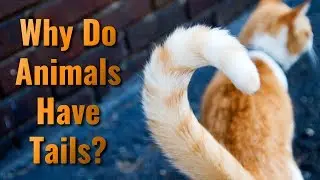 Why Do Animals Have Tails?