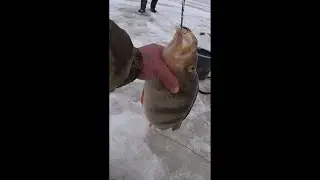Окунь на 2 кг на жерлицу поймали Огромного монстра:)