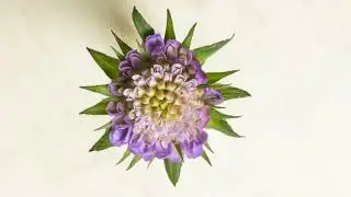 Free Stock Footage of Blooming Flower Timelapse