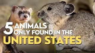 FIVE Animals ONLY Found in the United States 🦬 🇺🇸