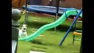 Determined Little Dog