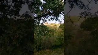 По грибы (осень 2021)