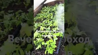 4 июля 2024 г.