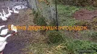 🦊 лиса утащила гусыню, очень жаль. Продукты из пятерочки. Солю грибы ( волнушки).
