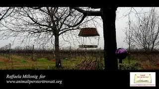 IN ENGLISH: DIY Manger for Wild Birds (Raffaela Millonig for www.animalipersieritrovati.org)