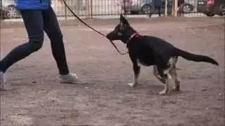 Рысь (МВ Елисей х ВД Цильма)