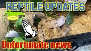 Reptile Updates | Snakes, Turtle, Gecko (R.I.P) | Where I've Been