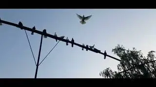 Володя Рагузин , Самара